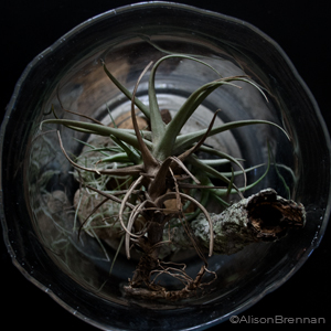 airplant_thumb